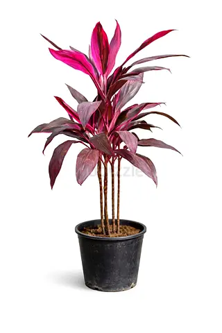 Thailand Red Cordyline (Ti Plant) – 110–120 cm
