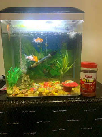 Beautiful Fish Tank with Goldfish