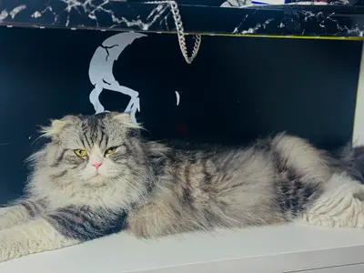 Scotish x maincoon