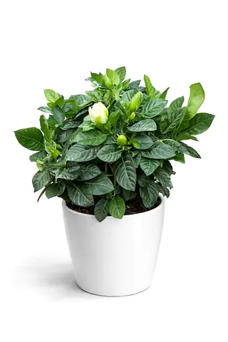 Thailand Gardenia Plant (Gardenia Jasminoides) – Fragrant Flowering Plant 30–40 cm