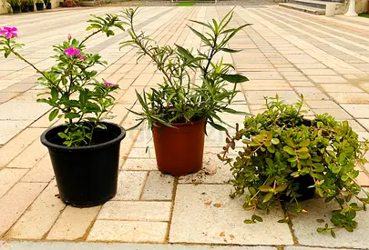 Collection of Potted Plants