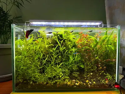 Beautifully Planted Aquarium