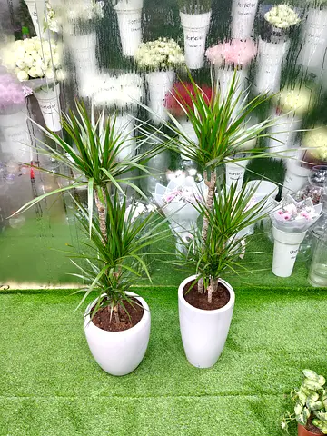 dracaena marginata indoor plants