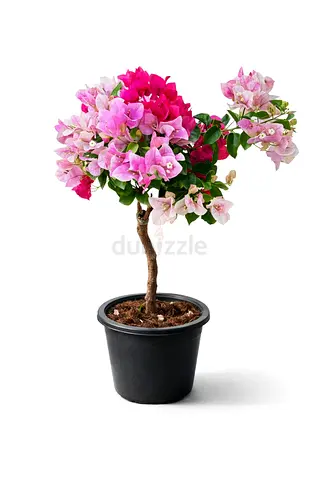 Thailand Bougainvillea Flower Plant 6L Pot – Pink/Magenta – 90 AED | Delivery Across UAE