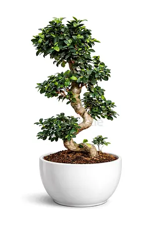 S-Shape Bonsai Tree – 90–110 cm