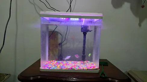 Aquarium with ColorfulFish and Accessories