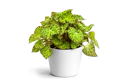Green Rex Begonia Indoor Plant 30–40cm – Premium Holland Imported Decorative Houseplant | Luxury Hom