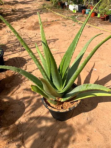 Aloe Vera Plant in Pot