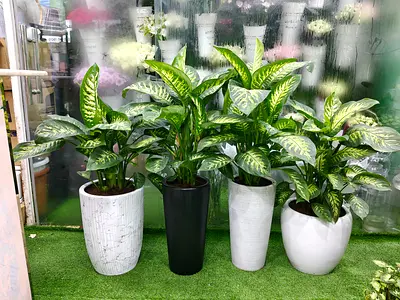 Dieffenbachi indoor plants