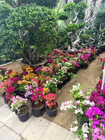 Vibrant Potted Flowers for Your Garden