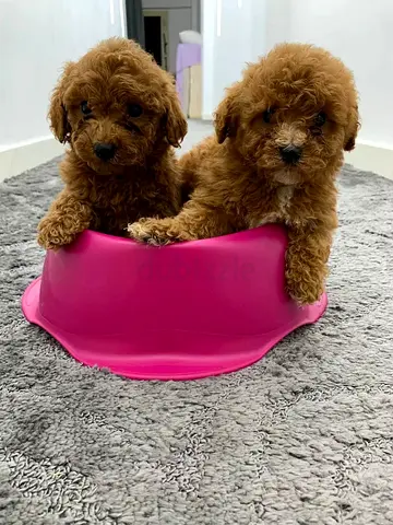Adorable Brown Puppies Looking for a Loving Home