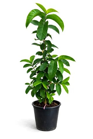 Pakistani Guava Plant (Psidium Guajava) – Live Tropical Fruit Tree 100–120 cm