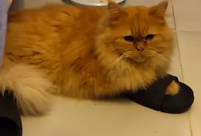 Free Fluffy Persian Cat Looking for a Loving Home