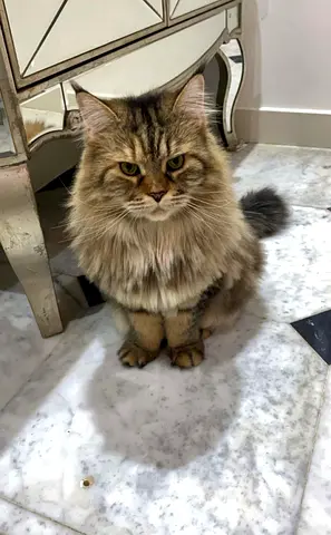 Lost cat - Al Wasl, Dubai