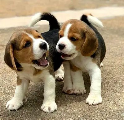 Adorable Beagle Puppies Looking for a Loving Home