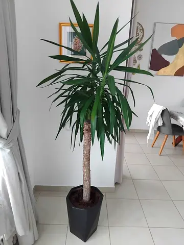 Natural Indoor Plant in Stylish Pot