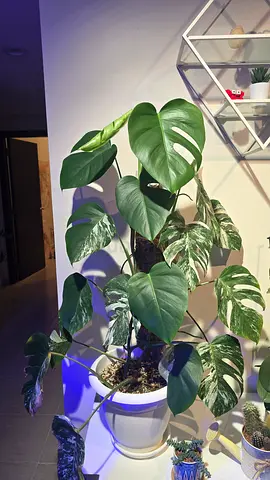 indor plant monstera albo