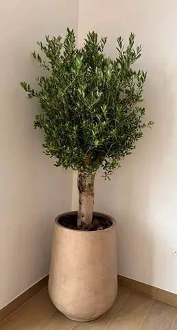 Imported Spanish Olive Tree in Fiber Vase – AED 1350 – Free Delivery UAE