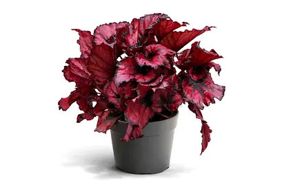 Red Rex Begonia Indoor Plant (30–40 cm) – Premium Holland Decorative Houseplant | Exotic Foliage Hom