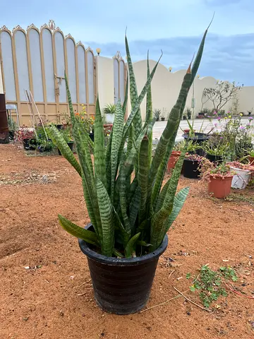Large Snake Plant in Pot