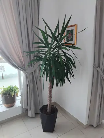 Indoor Plant in Stylish Pot
