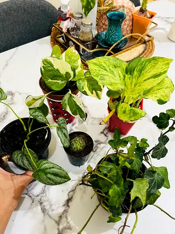 Collection of Indoor Plants for Sale