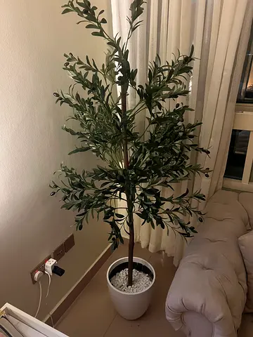 Artificial Olive Tree Plant for Home Decoration 2 Meters Hight ( Full with the container and rock)
