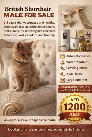 British Shorthair Male – Rare Caramel Color – Not Neutered – 1200 AED