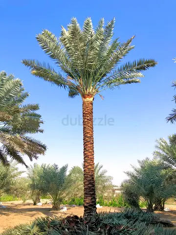 Beautiful Palm Tree for Sale