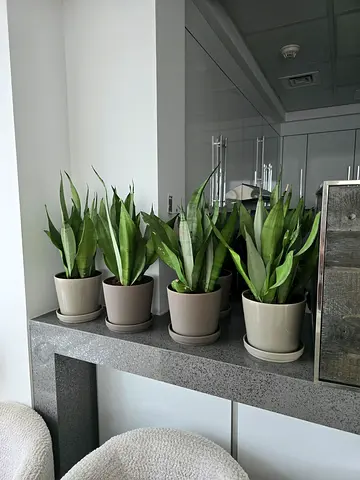 SNAKE PLANTS WITH POTS