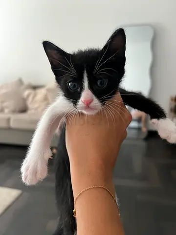 Adorable Kittens Looking for a Loving Home