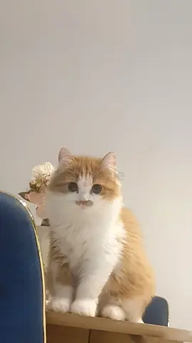 عجمان الراشدية 3