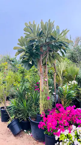 Beautiful Indoor Plants for Sale