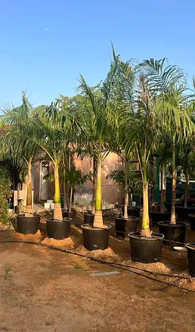 Collection of Healthy Indoor Plants