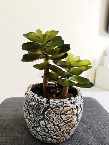 Artificial Jade Plant