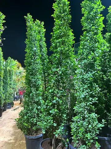 Beautiful Tall Indoor Plants