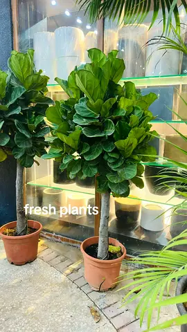 Fresh Indoor Plants for Home Decor