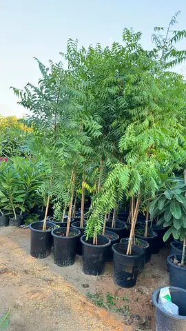 Neem Tree (Azadirachta Indica) 2.5m Outdoor Healthy Garden Plant