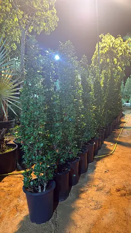 Beautiful Tall Indoor Plants