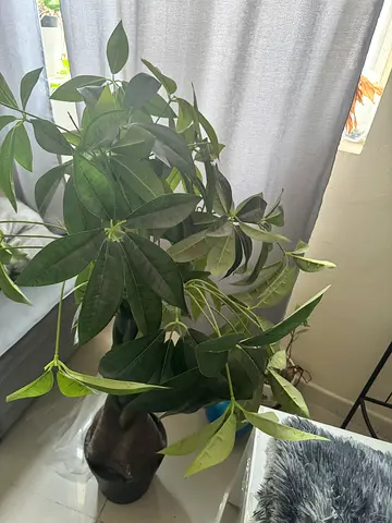 Indoor fake Potted Plant for Home or Office