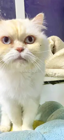 Fluffy White Cat Looking for a Home (free adoption)