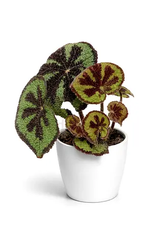 Iron Cross Begonia – Rare Indoor Plant (20–30 cm) | Holland Import