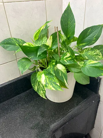 Plant