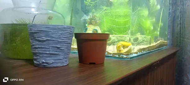 Decorative Plant Pots for Home or aquarium or Garden