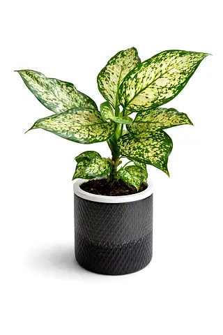 Aglaonema Chinese Evergreen Plant 30–40 cm | Premium Indoor Air-Purifying Houseplant | Decorative Tr