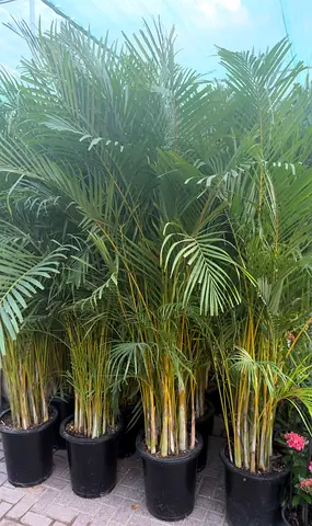 Areca Palm ~ 2/2.5m ~ Indoor