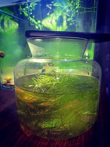 Aquarium Plant Jar with Freshwater Plants