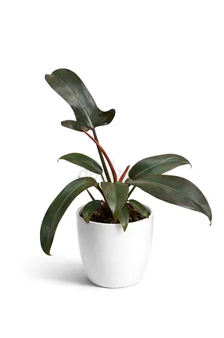 Philodendron ‘Rojo Congo’ – Premium Tropical Indoor Plant | Imported from Holland