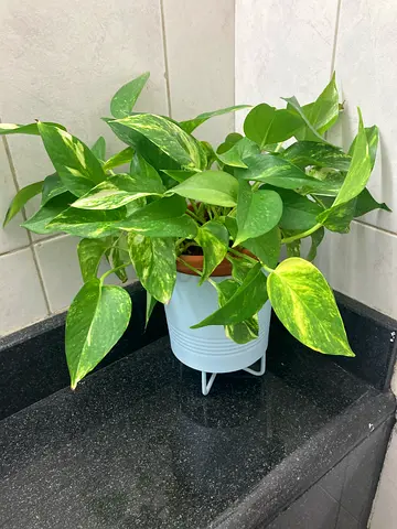 Plant