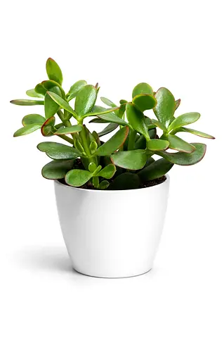 Crassula ovata – Dollar Plant | Jade Tree | Money Tree (20–30 cm) | Holland Import